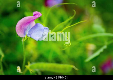A close-up shot of a purple Sweet pea grown in the garden in spring Banque D'Images