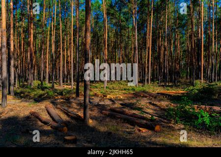 Forêt de pins après l'abattage d'arbres industriels, les troncs d'arbres abattus se trouvent sur le plancher de la forêt Banque D'Images