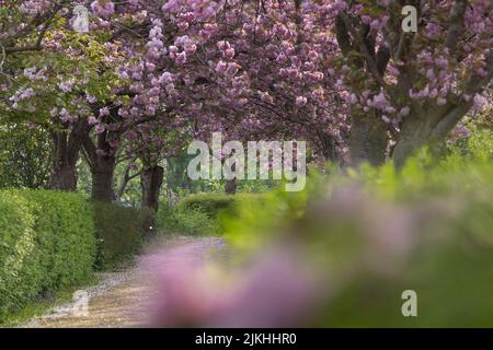 Cerisiers en fleurs dans un parc à Kiel, en Allemagne Banque D'Images