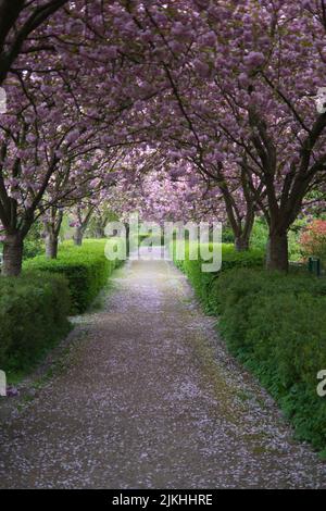 Cerisiers en fleurs dans un parc à Kiel, en Allemagne Banque D'Images