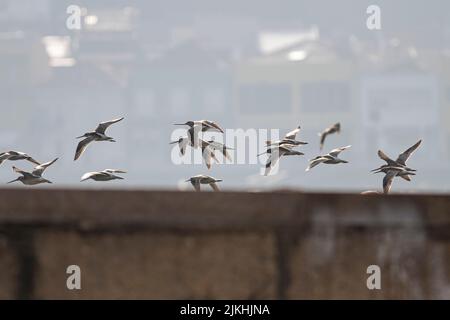 Des ponceuses en vol au-dessus de la frontière du fleuve Douro. Beau rétroéclairage doux. Banque D'Images