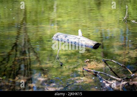 Un gros plan d'une bûche cassée flottant sur un étang vert Banque D'Images