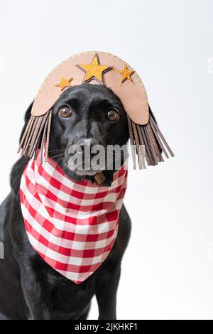 A vertical shot of a black dog dressed up as a Cangaco (nomadic bandit) over a white background Stock Photo