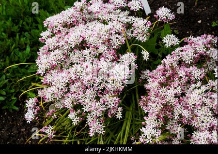 Allium Cameleon, Amaryllidaceae, au printemps avec fleurs roses et blanches. Banque D'Images