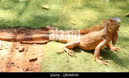 A closeup shot of an American iguana lying on the grass Stock Photo