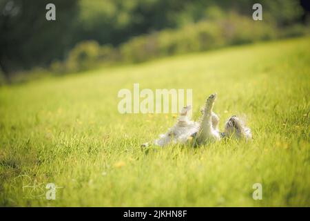 Photo sélective d'un joli petit chiot blanc moelleux qui se balade dans l'herbe verte luxuriante à l'extérieur Banque D'Images