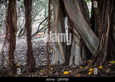 tronc d'un arbre ficus rubiginosa Banque D'Images