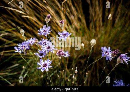 Catananche caerulea dans un jardin méditerranéen au printemps Banque D'Images