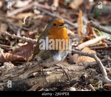 Un gros plan d'une espèce d'oiseau de robin européen debout sur une branche en bois Banque D'Images