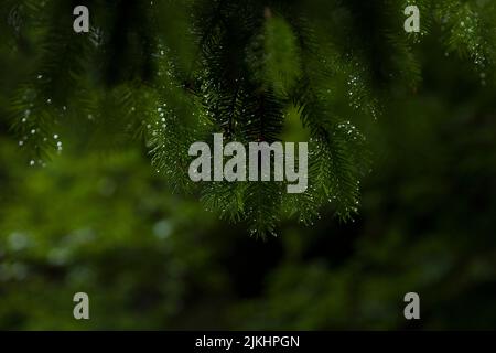 Bouts d'épicéa avec gouttes d'eau, France, région du Grand est, montagnes des Vosges, Parc naturel régional des ballons des Vosges Banque D'Images