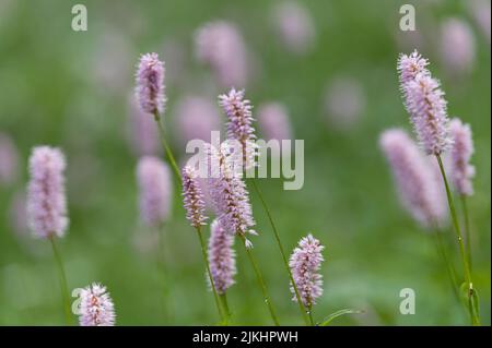 Fleurs roses du Bistorta officinalis dans les prés humides de la Tourbière de Lispach près de la Bresse, France, région du Grand est, Vosges, Parc naturel régional des ballons des Vosges Banque D'Images