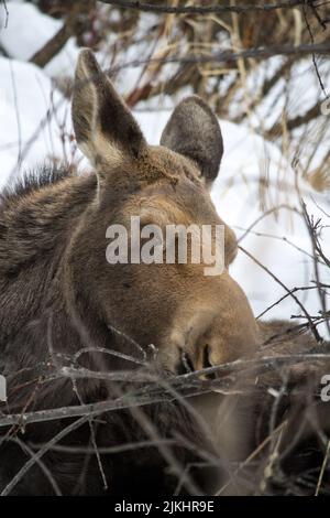 A vertical shot of a moose trying to find some food on the leafless tree branches. Banque D'Images