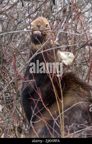 A vertical shot of a moose trying to find some food on the leafless tree branches. Banque D'Images