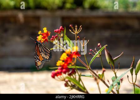 Fleurs et papillons colorés dans le jardin botanique d'Auckland en Nouvelle-Zélande Banque D'Images