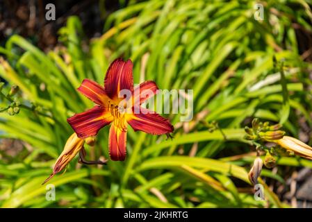 Fleurs colorées dans le jardin botanique d'Auckland en Nouvelle-Zélande Banque D'Images