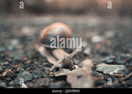 A closeup shot of a snail crawling on the floor Stock Photo