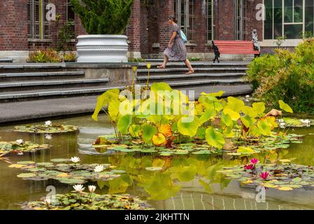 Belles fleurs au domaine Wintergards à Auckland, Nouvelle-Zélande Banque D'Images