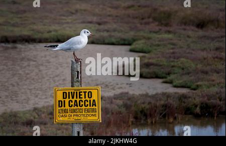 Un petit mouette blanche debout sur un panneau d'avertissement jaune en italien qui interdit la chasse Banque D'Images