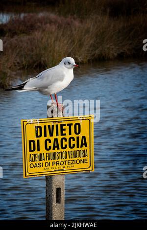 A vertical shot of a seagull standing on a sign in Italian that prohibits hunting with a lake behind Stock Photo