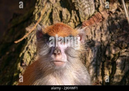 A closeup shot of a common patas monkey looking at the camera in the zoo Stock Photo