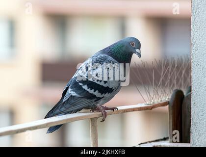 A close-up shot of a pigeon sitting on a wooden fence in the blurry background of a building. Stock Photo