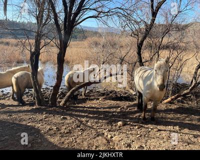 A photo of white Camargue horses at Sebes Nature Reserve of Flix, by Ebro River in Catalonia, Spain Stock Photo