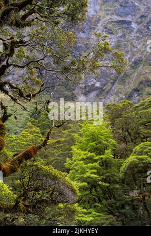 Branches surcultivées d'un vieux arbre dans la forêt tropicale des Alpes du Sud, île du Sud de la Nouvelle-Zélande Banque D'Images