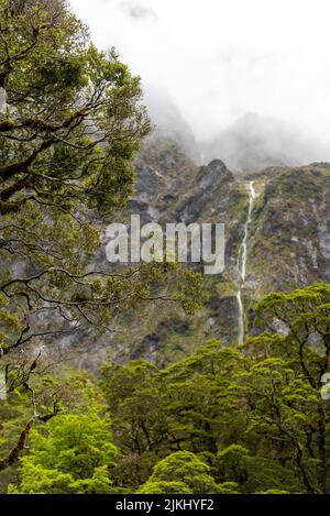 Branches surcultivées d'un vieux arbre dans la forêt tropicale des Alpes du Sud, île du Sud de la Nouvelle-Zélande Banque D'Images