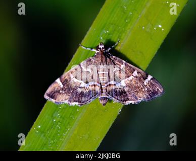 A closeup shot of a snout moth on a grass blade Stock Photo