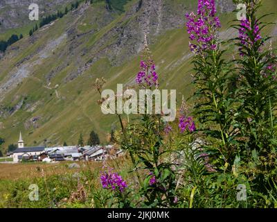 A beautiful shot of purple Fireweed plants under green hills in Champagny le Haut, France Stock Photo