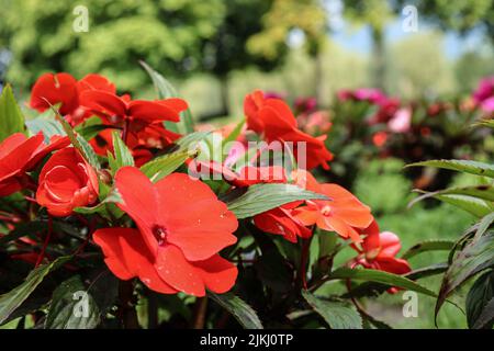 A closeup shot of red New Guinea impatiens in the garden with blurred background Stock Photo