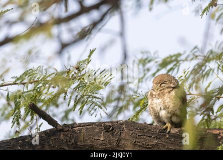 A shallow focus of a cute fluffy owl perched on the tree with closed eyes Stock Photo