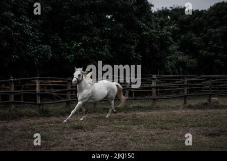 A beautiful shot of an American Quarter Horse running in a round pen for a dusty ground with trees Banque D'Images