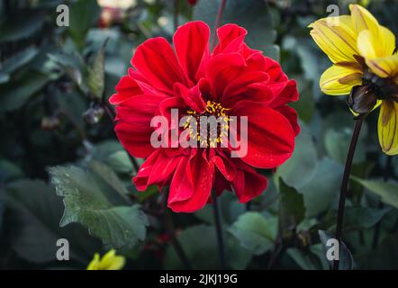 Un gros plan de Dahlia l'évêque de Llandaff fleur Banque D'Images