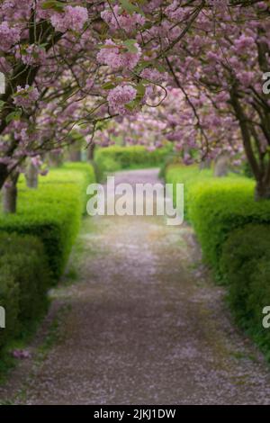 Cerisiers en fleurs dans un parc à Kiel, en Allemagne Banque D'Images