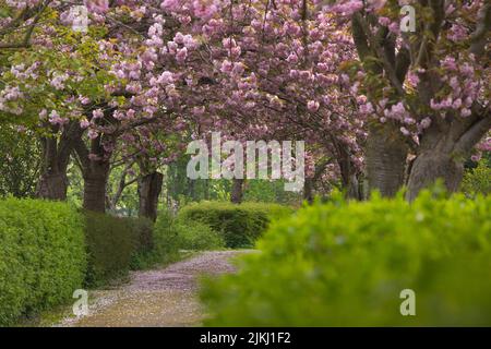 Cerisiers en fleurs dans un parc à Kiel, en Allemagne Banque D'Images