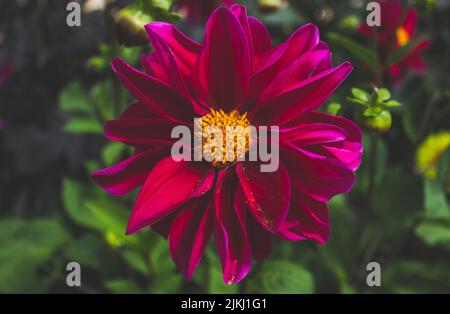 Un gros plan de Dahlia l'évêque de Llandaff fleur Banque D'Images