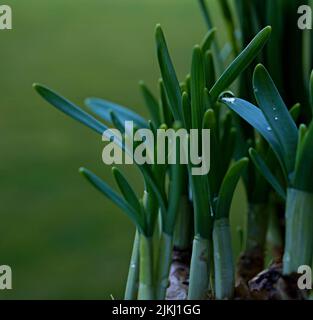 A closeup shot of the snowdrop flower plants on a blurry background Stock Photo