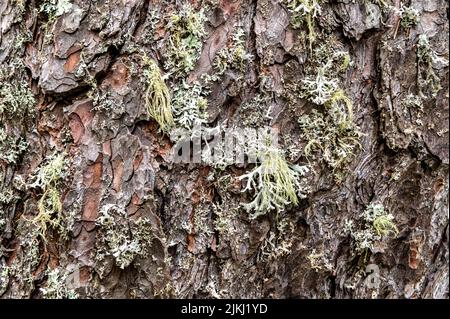 Un arbre recouvert de lichens folieux et de lichens fruticose. Parmotrema perlatum sur la moitié supérieure du tronc Banque D'Images