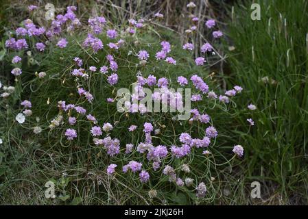 Tapis rose dense de Thrift (Armeria maritima) dans le premier plan de l'image, contre un fond de gazon vert, sur l'île de Man, Royaume-Uni au printemps Banque D'Images