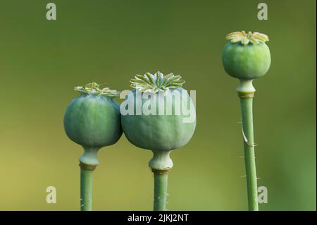 Capsules de graines vertes de pavot ornemental (Papaver), sur une capsule se trouve une petite sauterelle, Allemagne Banque D'Images