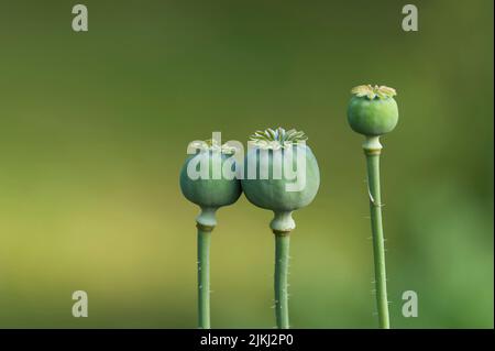 Capsules de graines vertes de pavot ornemental (Papaver), sur une capsule se trouve une petite sauterelle, Allemagne Banque D'Images