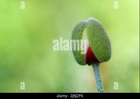 Bourgeon de fleur du pavot oriental (Papaver orientale), entre les sépales poilus, le rouge des pétales est déjà peeping dehors, Allemagne Banque D'Images