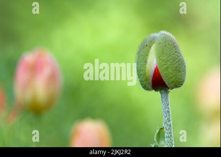 Bourgeon de fleur du pavot oriental (Papaver orientale), entre les sépales poilus, le rouge des pétales est déjà peeping dehors, Allemagne Banque D'Images