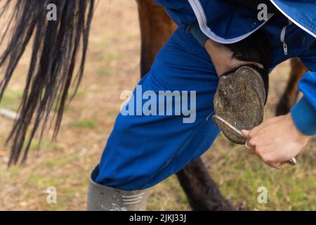 un fermier méconnaissable nettoie les sabots du cheval avec un crochet spécial. Gros plan horizontal Banque D'Images