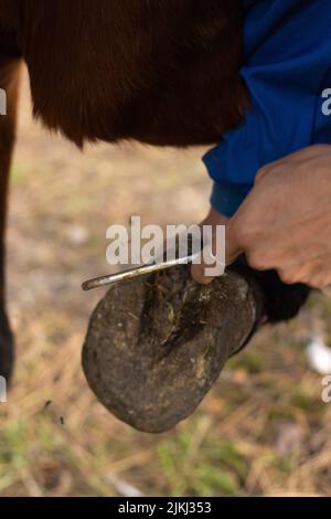 un fermier méconnaissable nettoie les sabots du cheval avec un crochet spécial. Gros plan vertical Banque D'Images