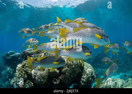 Bandes noires et points yellowfin poissons nageant autour du récif de corail, photo prise sous l'eau à la Grande barrière de corail, Cairns, Queensland Australie Banque D'Images