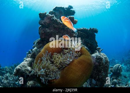 Le poisson marin - Ocellaris clownfish nageant autour des récifs Banque D'Images