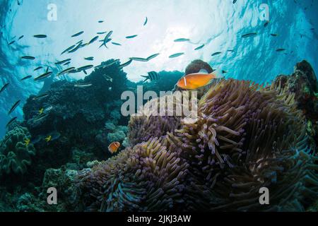 Le poisson marin - Ocellaris clownfish nageant autour des récifs Banque D'Images