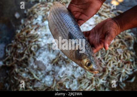 Gros mugil poisson-mulet à la main dans un arrière-plan flou agréable Banque D'Images